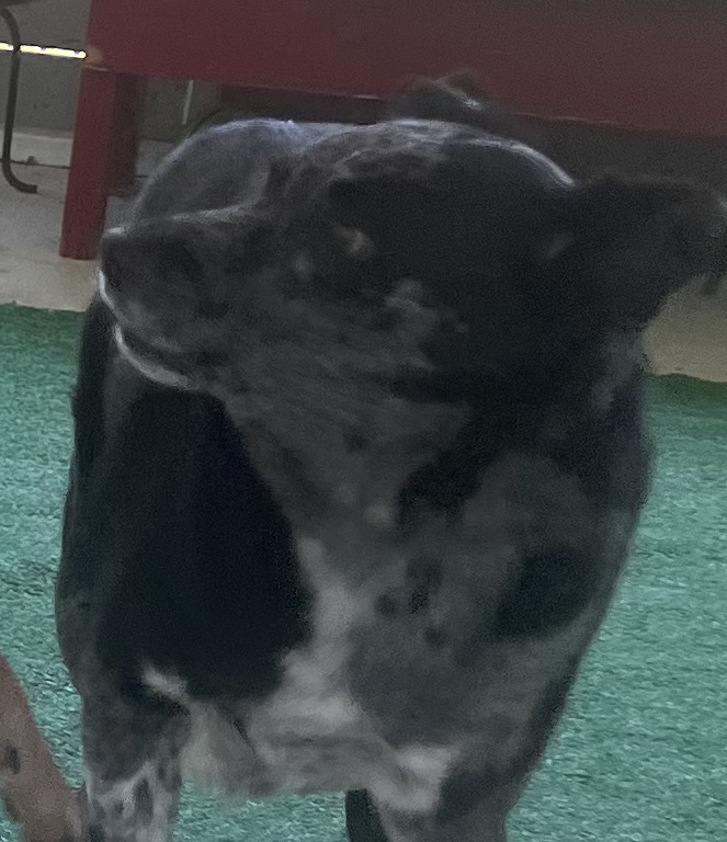 Josie