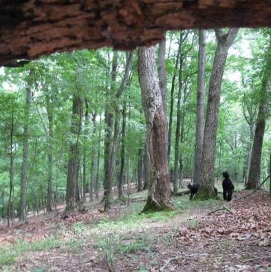 The woods in West Nashville.